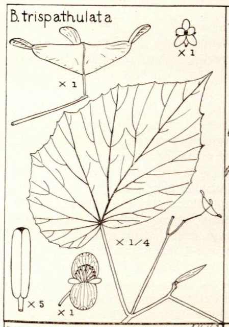 B. trispathulata